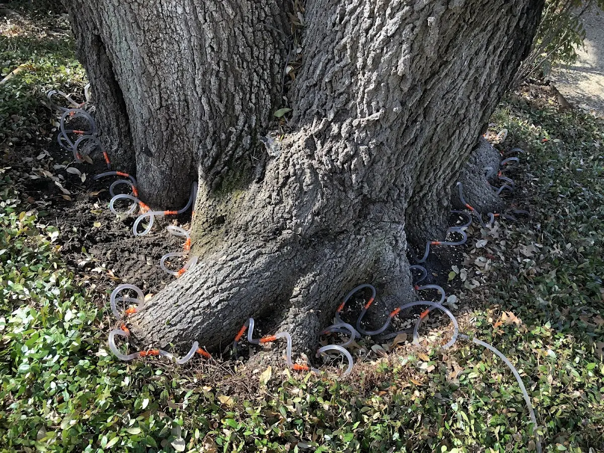 Detailed Tree Cabling and Bracing job site in South Pekin
