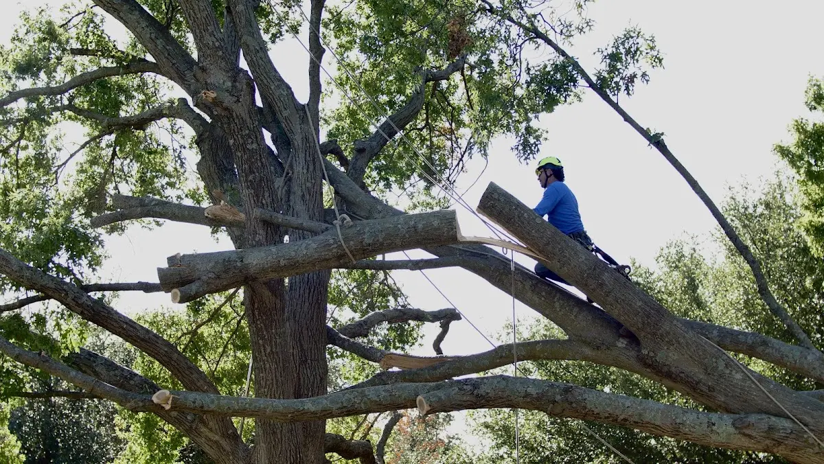 Professional Crown Thinning performed by certified arborists in South Pekin