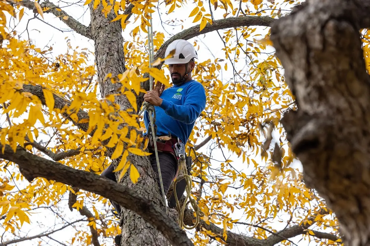 Skilled Tree Pruning crew working in South Pekin