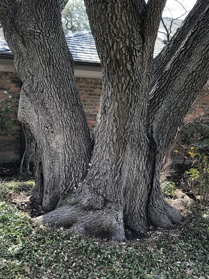 Mature heritage tree close to a South Pekin property cared for by certified arborists
